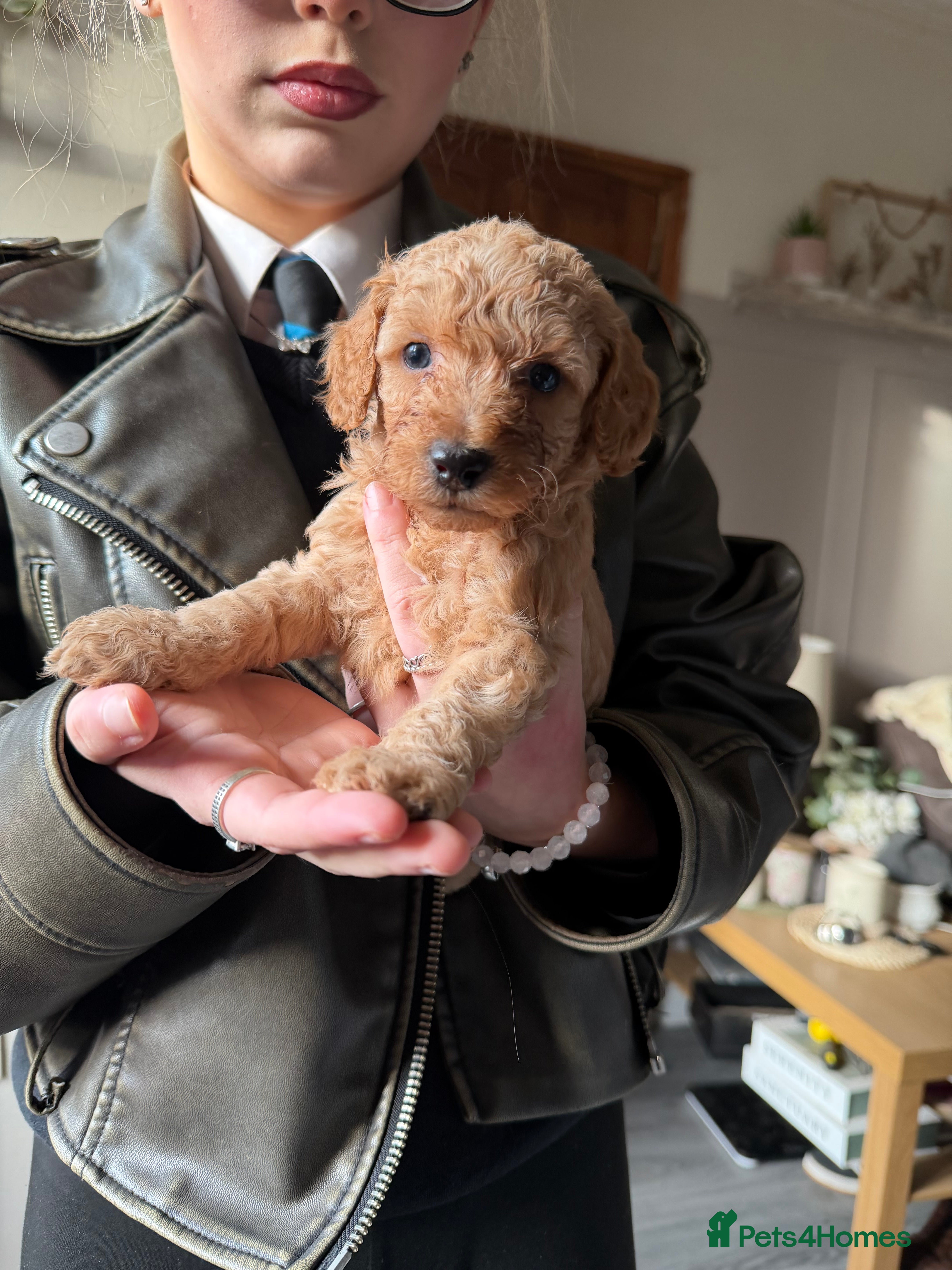 Cockapoo dogs SEVEN STUNNING F2 MINI COCKAPOOS - Advert 1