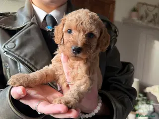 Cockapoo dogs SEVEN STUNNING F2 MINI COCKAPOOS - Advert 1