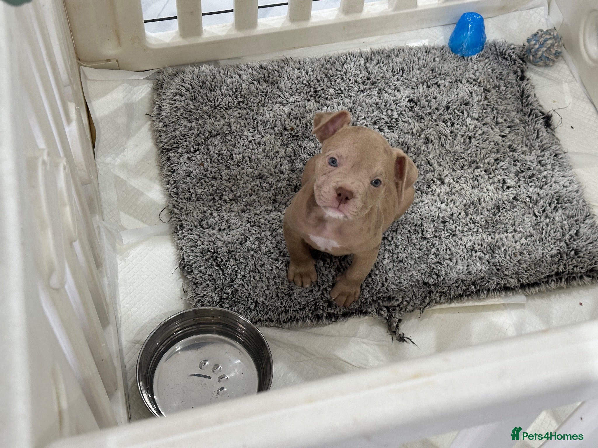 American Bully dogs Last male Pocket bully  - Advert 2