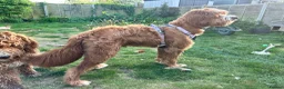 Labradoodle dogs for stud: Stunning Fox Red Labradoodle Stud - Advert 4