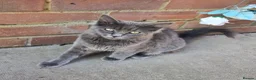 Mixed Breed cats for sale: Two Friendly 6mo Kittens (Neutered & Chipped) in Guildford - Advert 5