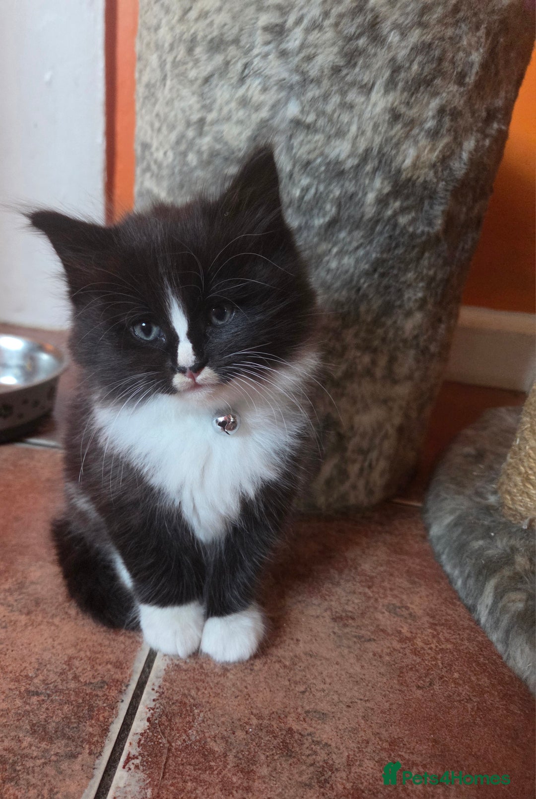 Maine Coon cats for sale: Stunning maincoon cross kittens  - Image 1