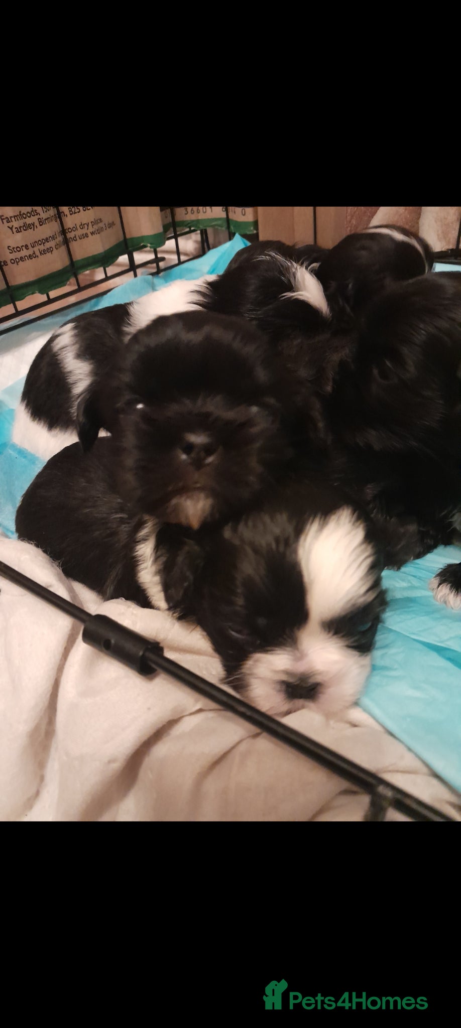 Shih Tzu dogs Imperial Shih Tzu puppies  - Advert 13