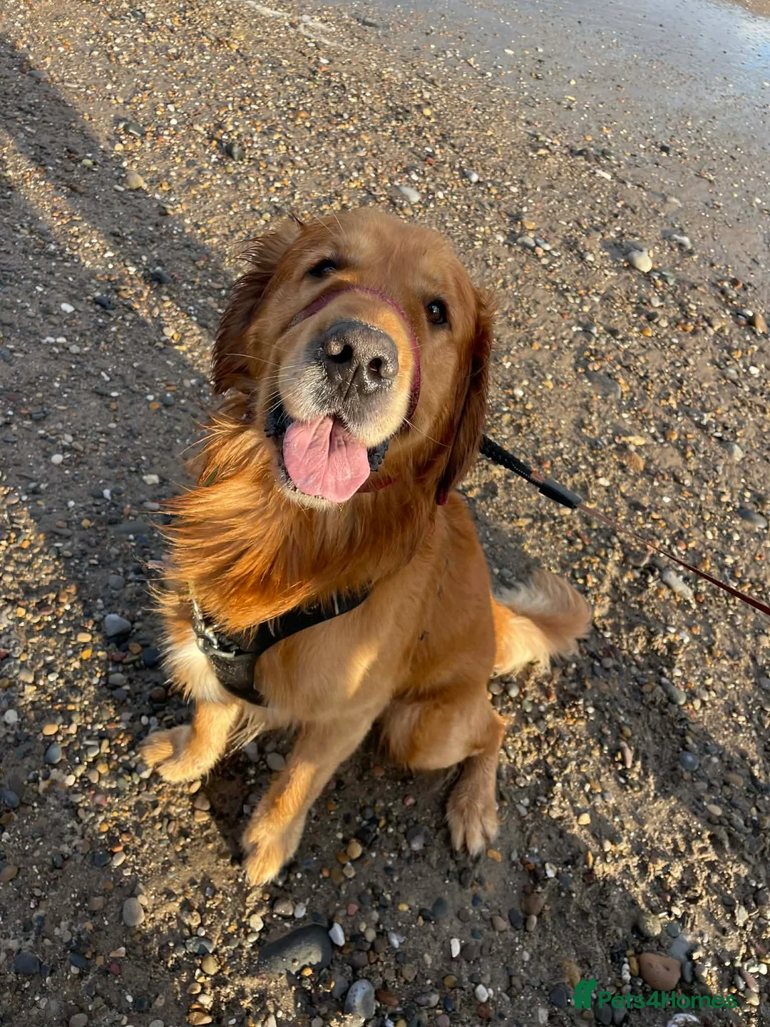 Golden Retriever dogs for stud: Handsome Hugo ready for stud - Advert 7