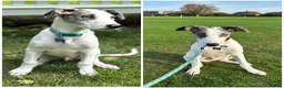 Lurcher dogs for stud: Handsome lurcher available for stud  - Advert 8