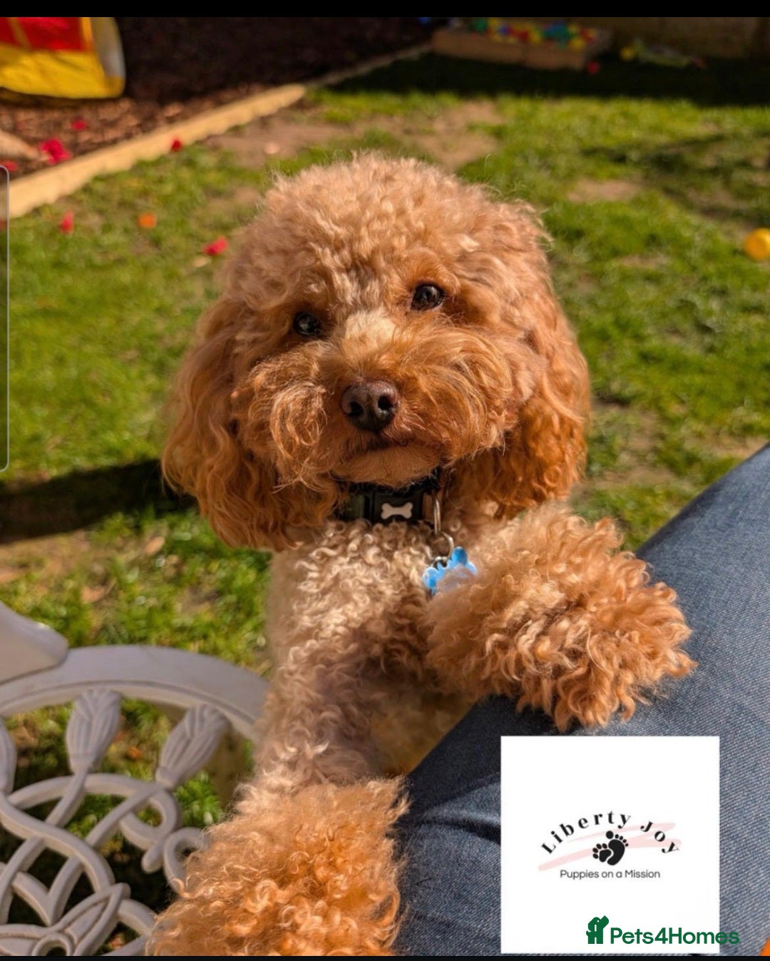 Cavapoo dogs 7 Beautiful Deep Red Cavapoo Puppies - Advert 2