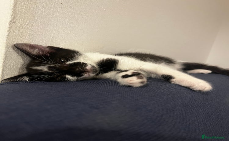 Mixed Breed cats - Advert 7