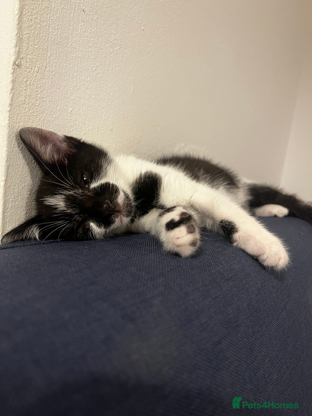 Mixed Breed cats for sale: Gorgeous 8 week old male kitten - Image 1