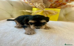 Cockapoo dogs for sale: 4⭐️Licensed F1b Cockapoos Exceptionally Bred - Image 10