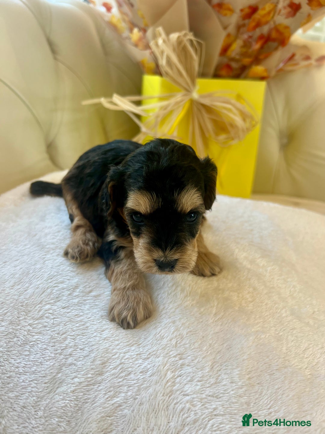 Cockapoo dogs for sale: 4⭐️Licensed F1b Cockapoos Exceptionally Bred - Image 10