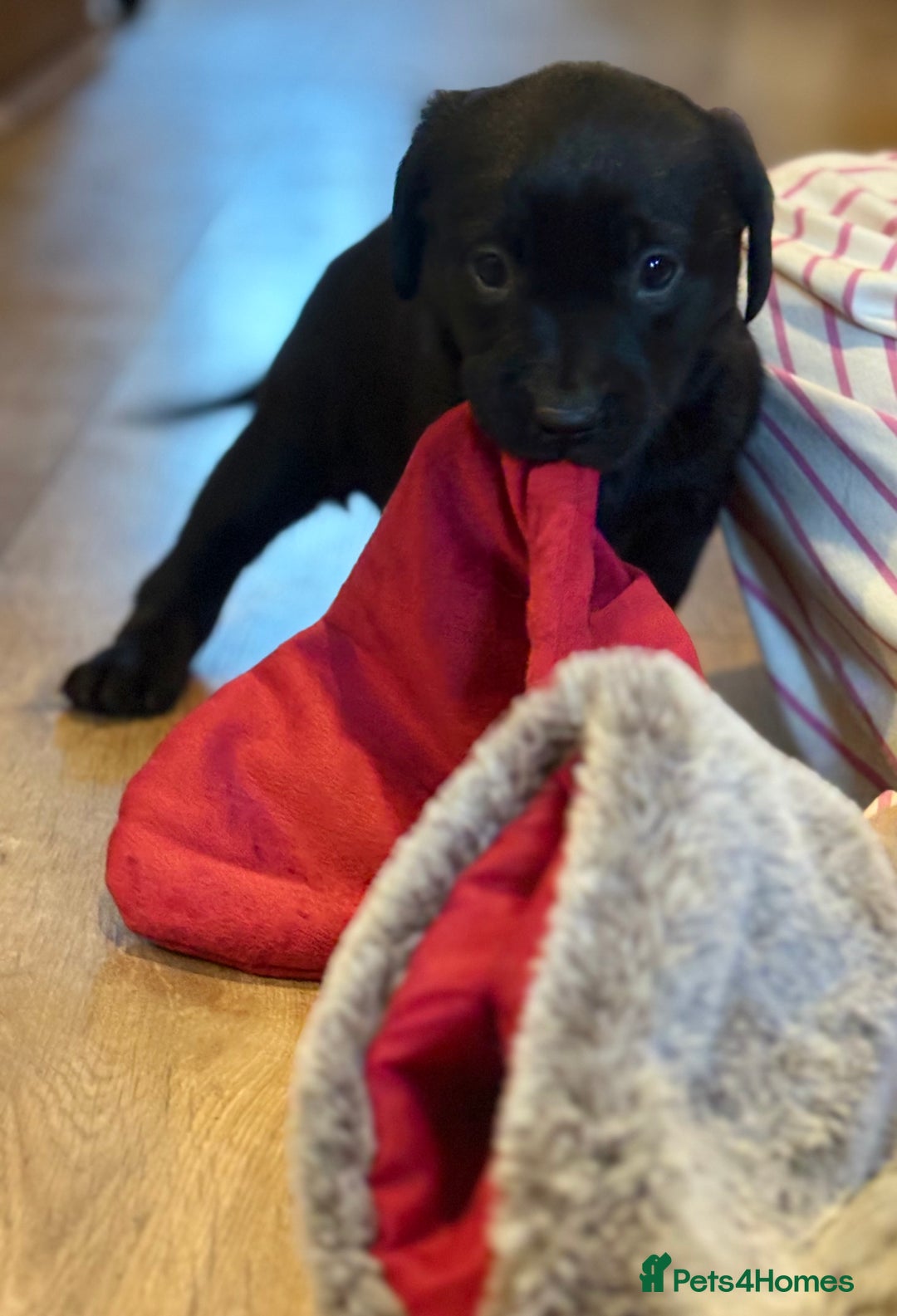 Labrador Retriever dogs for sale: 🐶KC Registered Labradors 🐶 - Advert 17