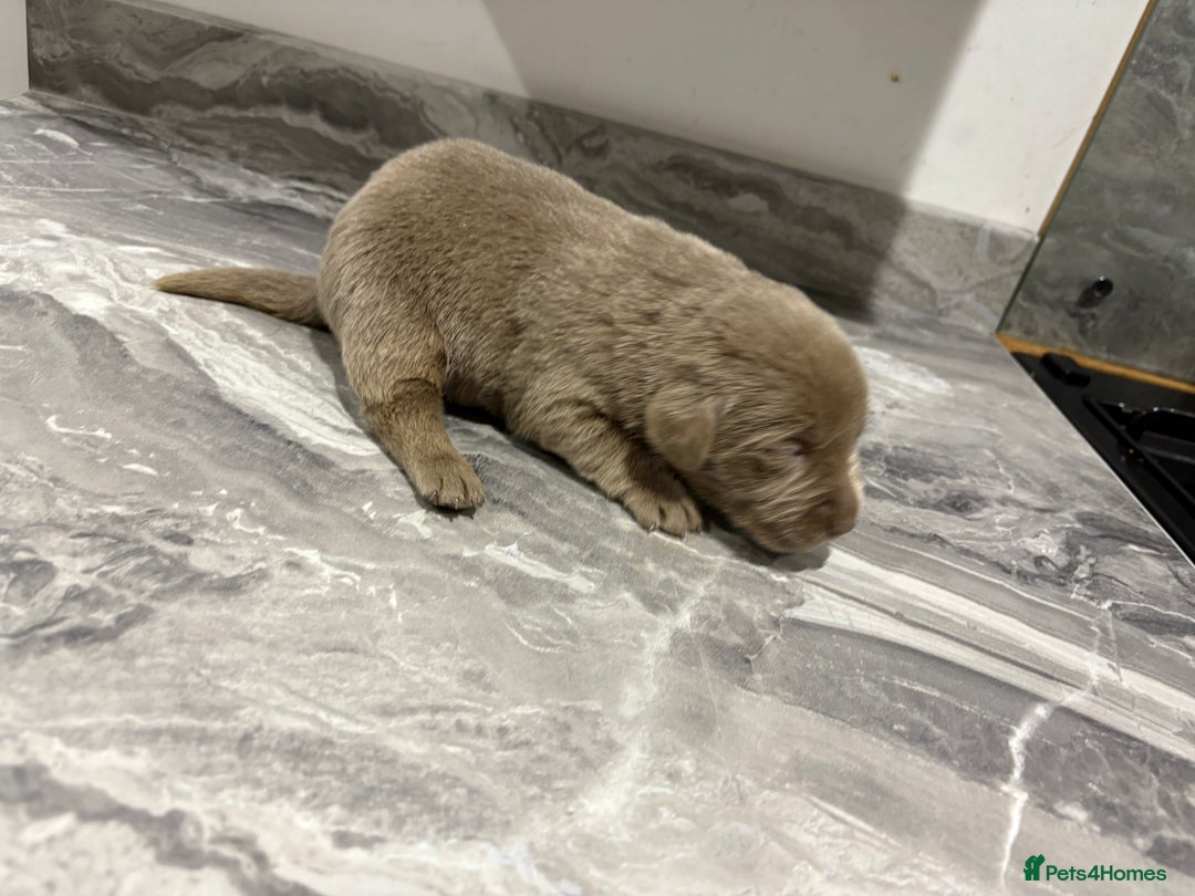 Labrador Retriever dogs for sale: GORGEOUS silver Labradors 🐶  - Advert 6