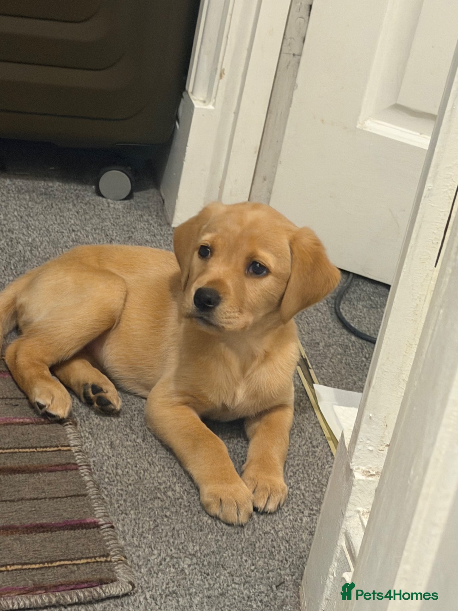 Labrador Retriever dogs Labrador Puppy - Advert 2