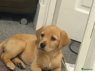 Labrador Retriever dogs Labrador Puppy - Advert 4