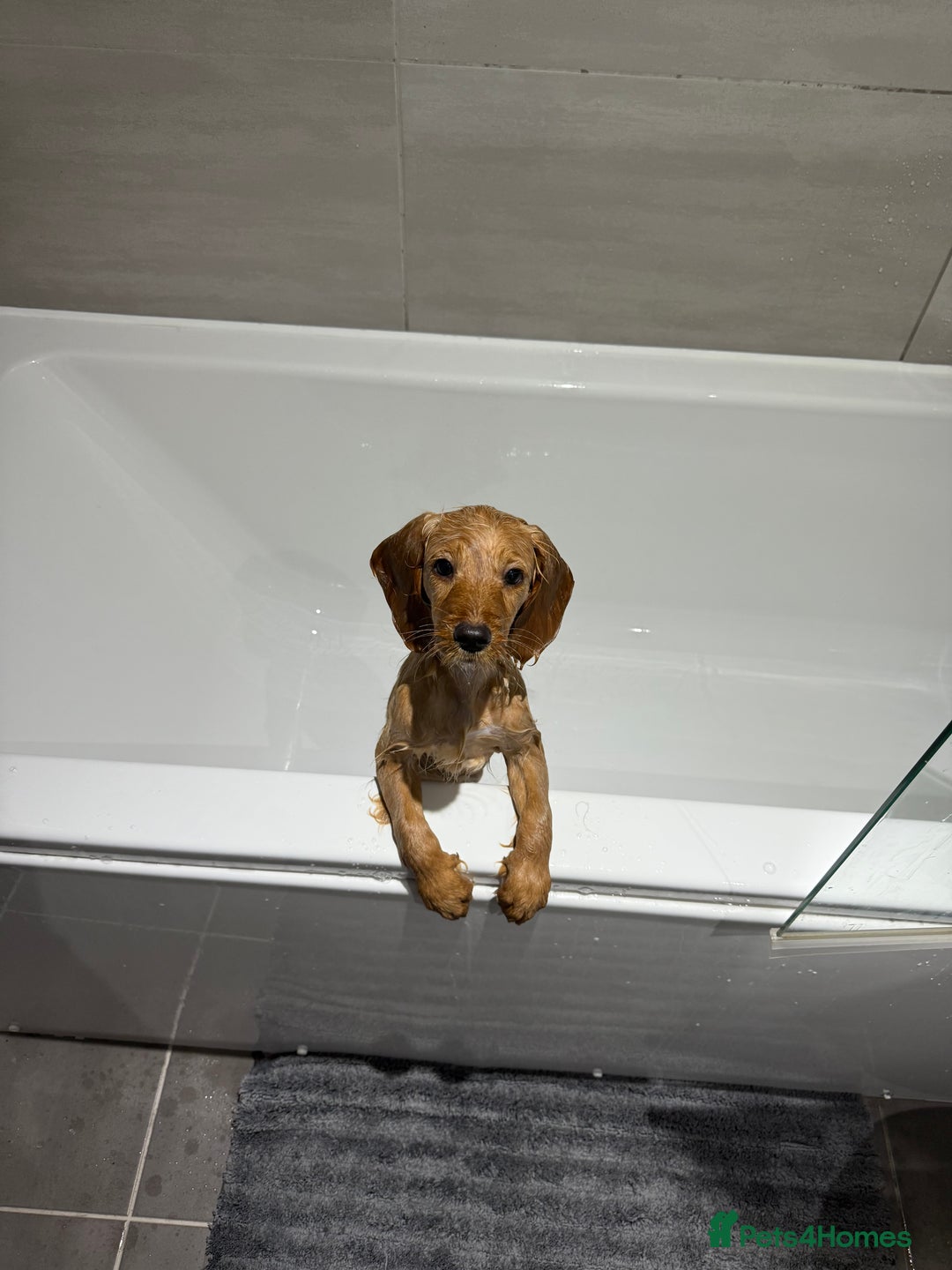 Cockapoo dogs for sale: 10-Month-Old F1B Cockapoo – Loving Home Wanted - Advert 7