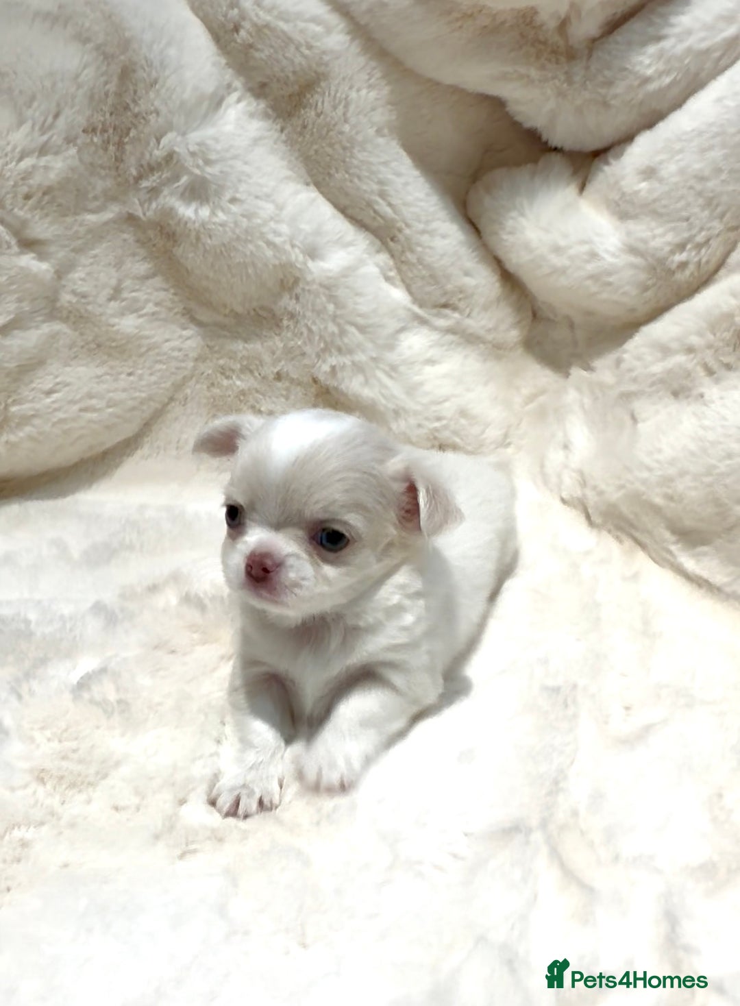 Chihuahua dogs for sale: QUALITY LONG COAT KC CHIHUAHUA PUPPIES  - Advert 15
