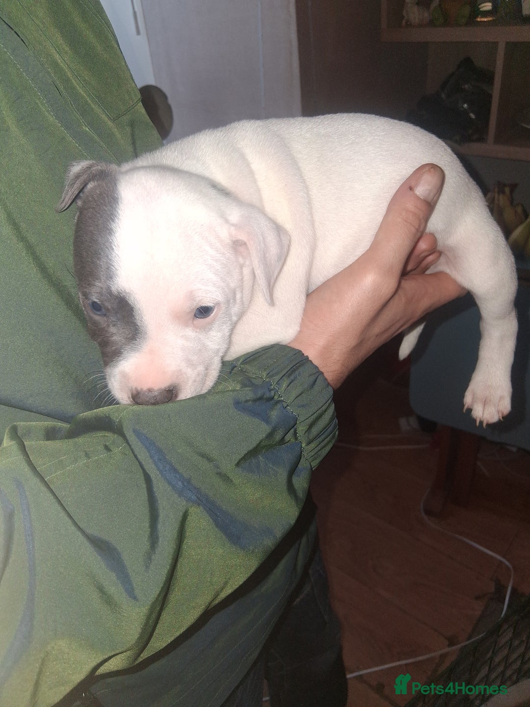 Staffordshire Bull Terrier dogs for sale: Adorable staffy puppies  - Advert 9