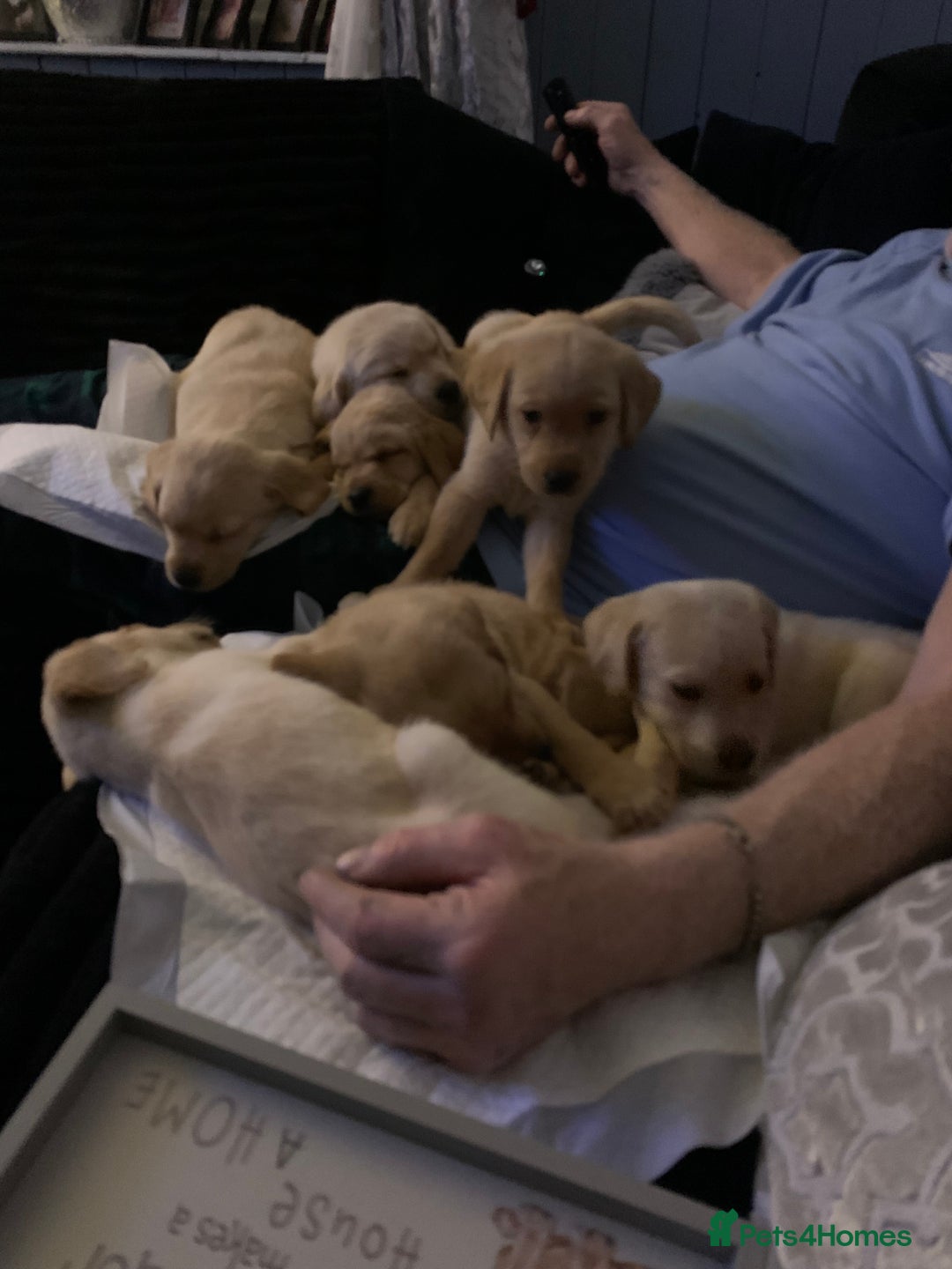 Labrador Retriever dogs for sale: Labrador puppies for sale - Advert 3