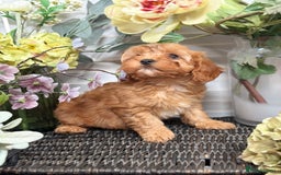 Cavapoo dogs for sale: Health tested TOY CAVAPOOS KC Parents - Image 15