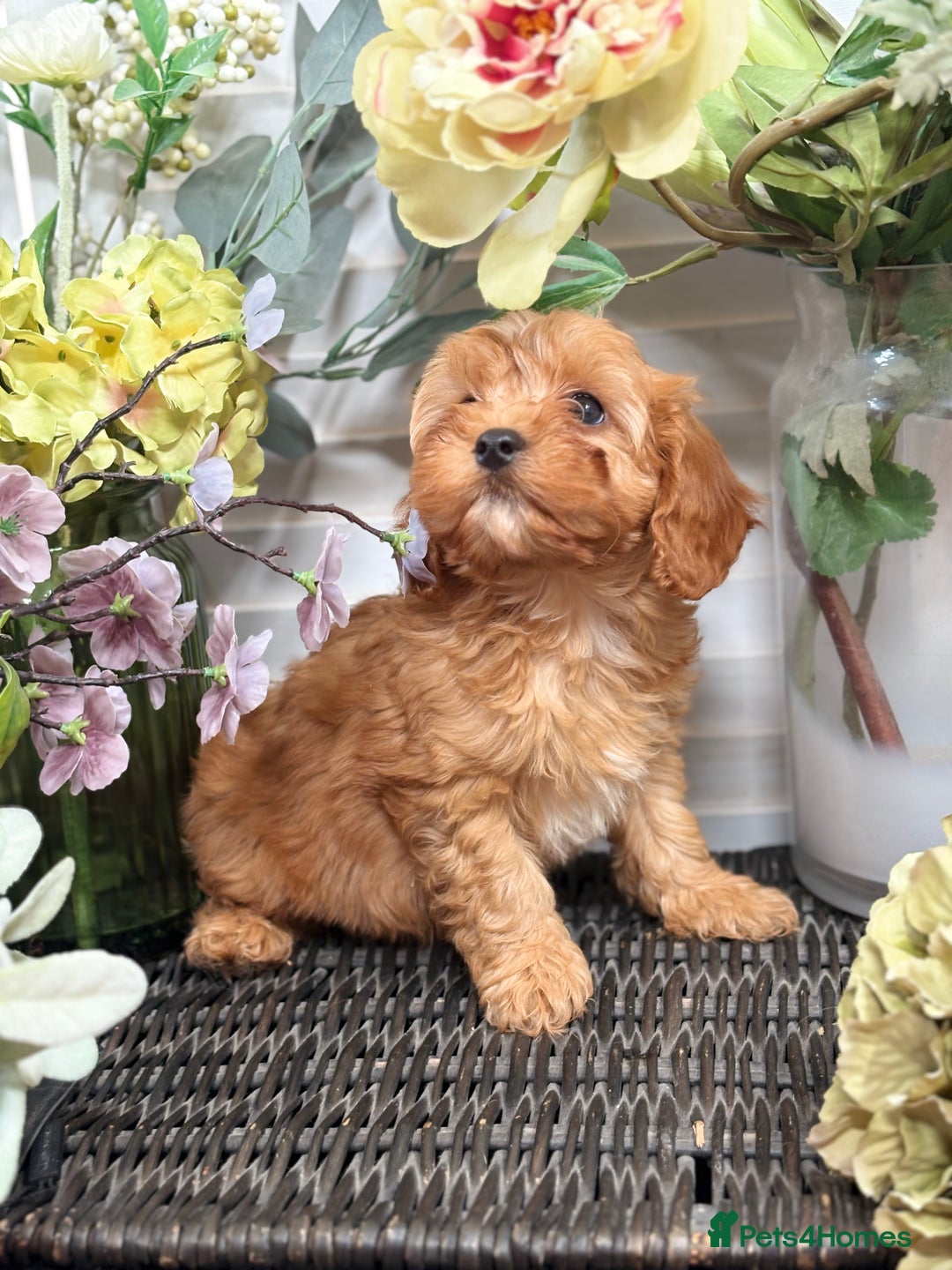 Cavapoo dogs for sale: Health tested TOY CAVAPOOS KC Parents - Image 15