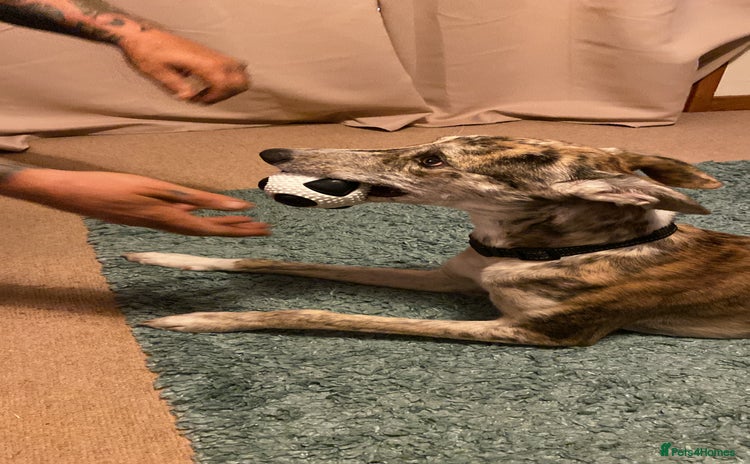 Lurcher dogs - Advert 2