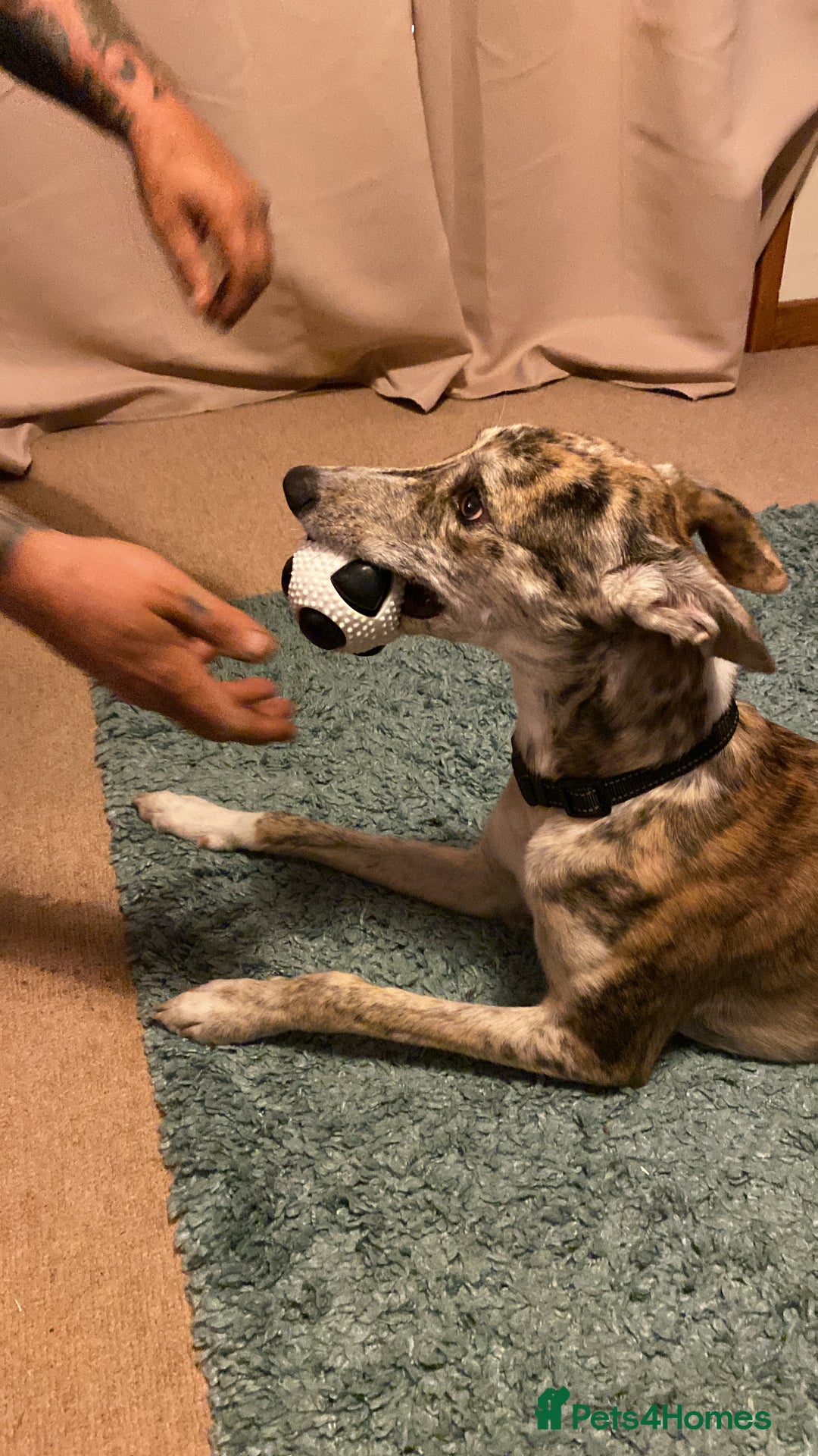 Lurcher dogs for sale: 1 year old Lurcher  - Image 1