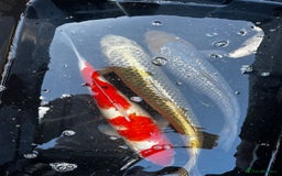 Koi Carp fish for sale: Japanese koi carp £100 each  - Image 40