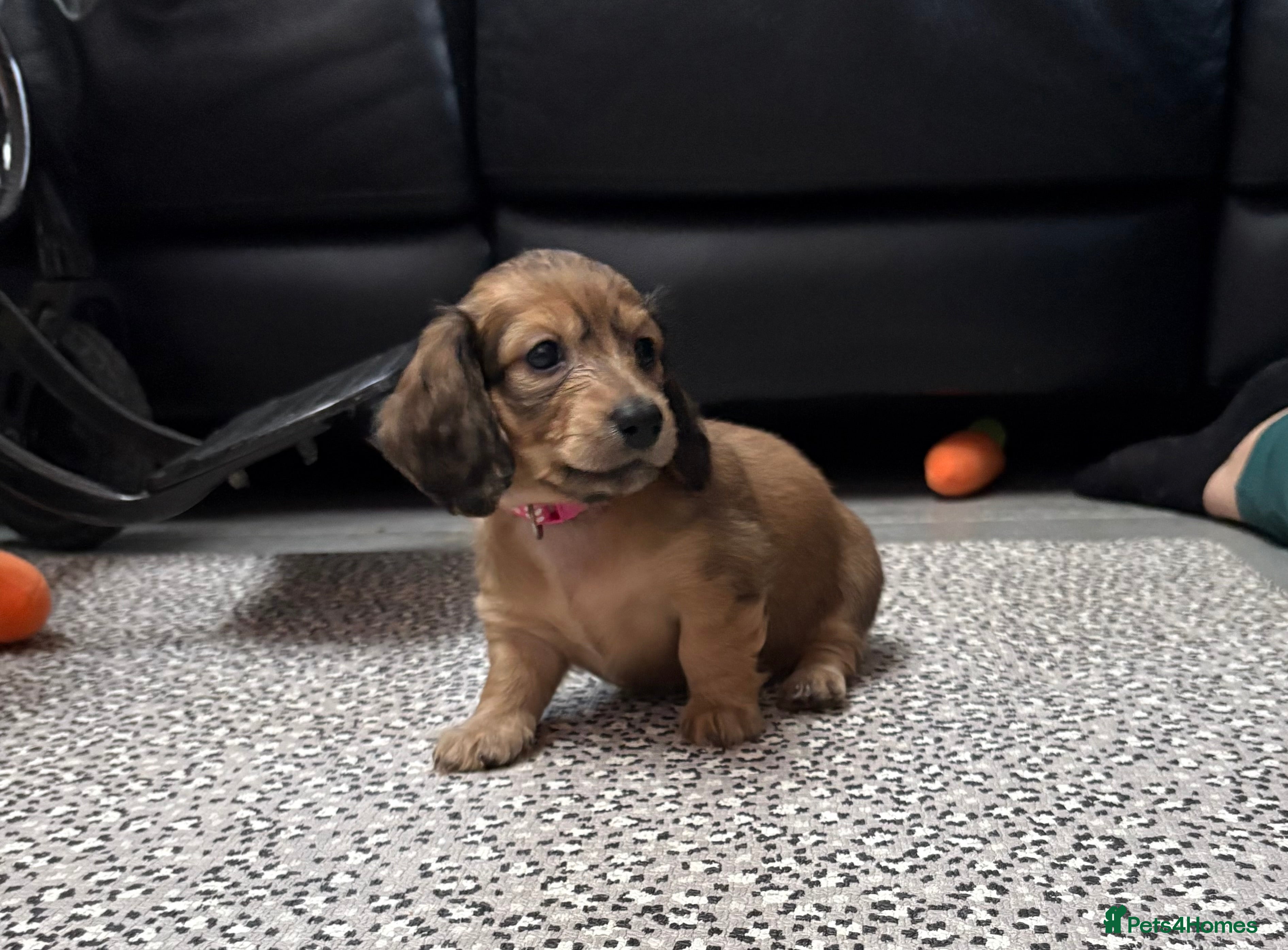 Miniature Dachshund dogs Family bred, longhaired miniature dachshund litter - Advert 2