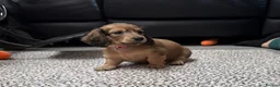 Miniature Dachshund dogs for sale: Family bred, longhaired miniature dachshund litter - Advert 2