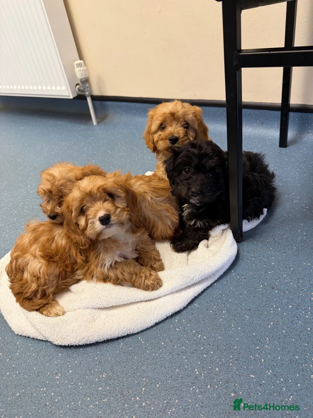 Cavapoo dogs for sale: Cavapoo puppies  in Falkirk - Advert 1
