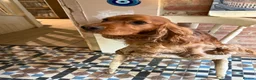 Cocker Spaniel dogs for sale: Show cocker female- partially sighted - Advert 2