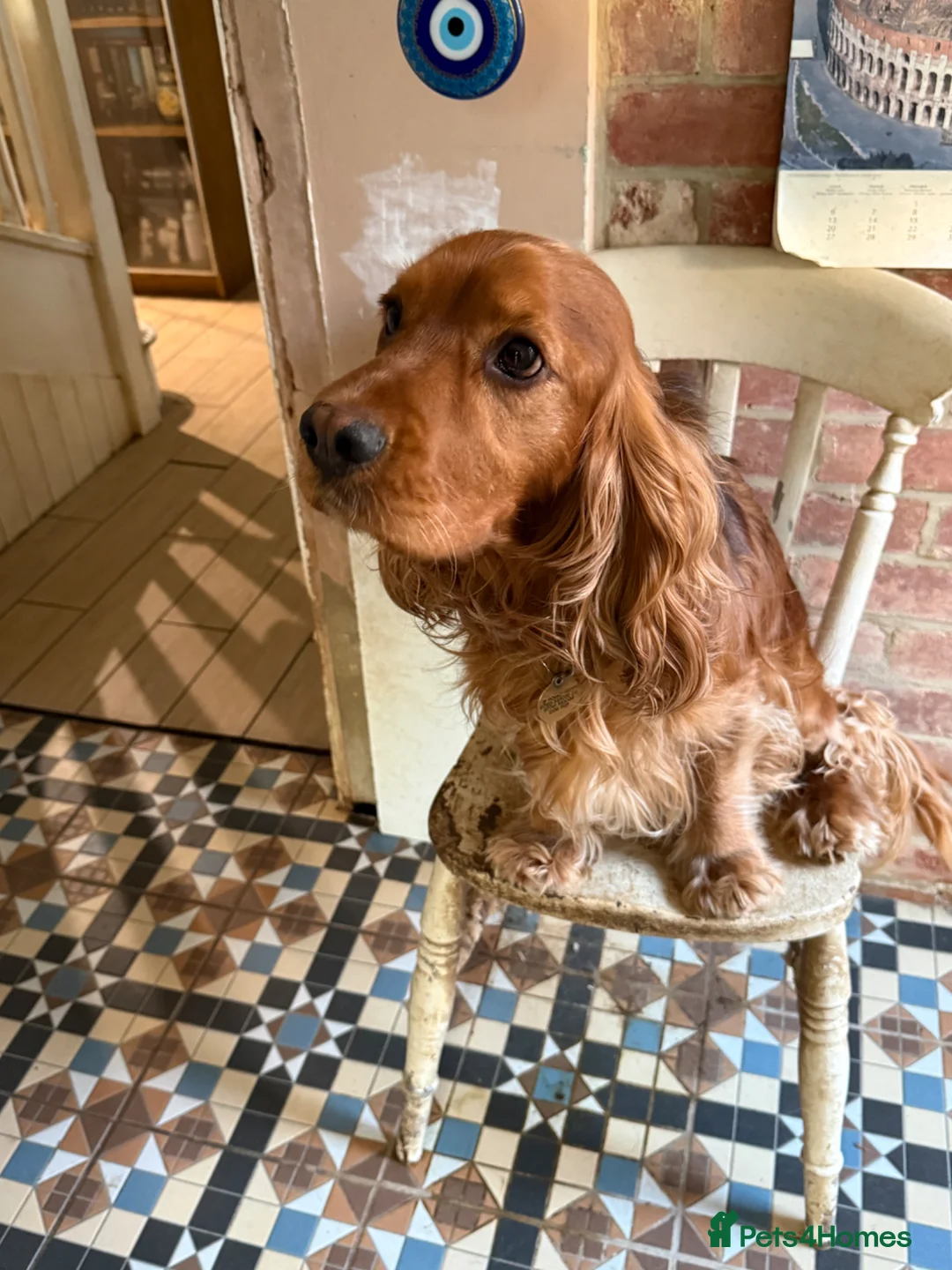 Cocker Spaniel dogs for sale: Show cocker female- partially sighted - Advert 2