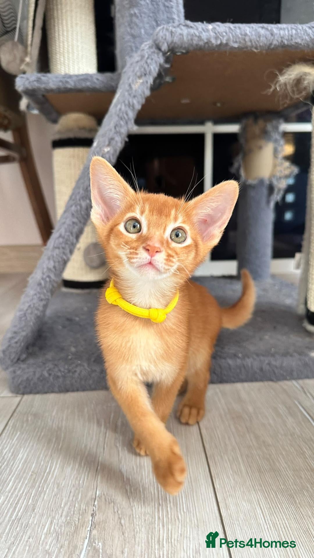 Abyssinian cats TICA Abyssinian kittens  - Advert 3