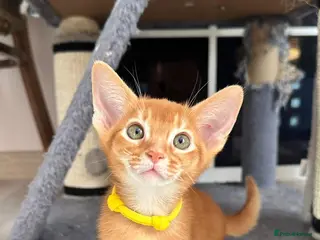 Abyssinian cats TICA Abyssinian kittens - Advert 3