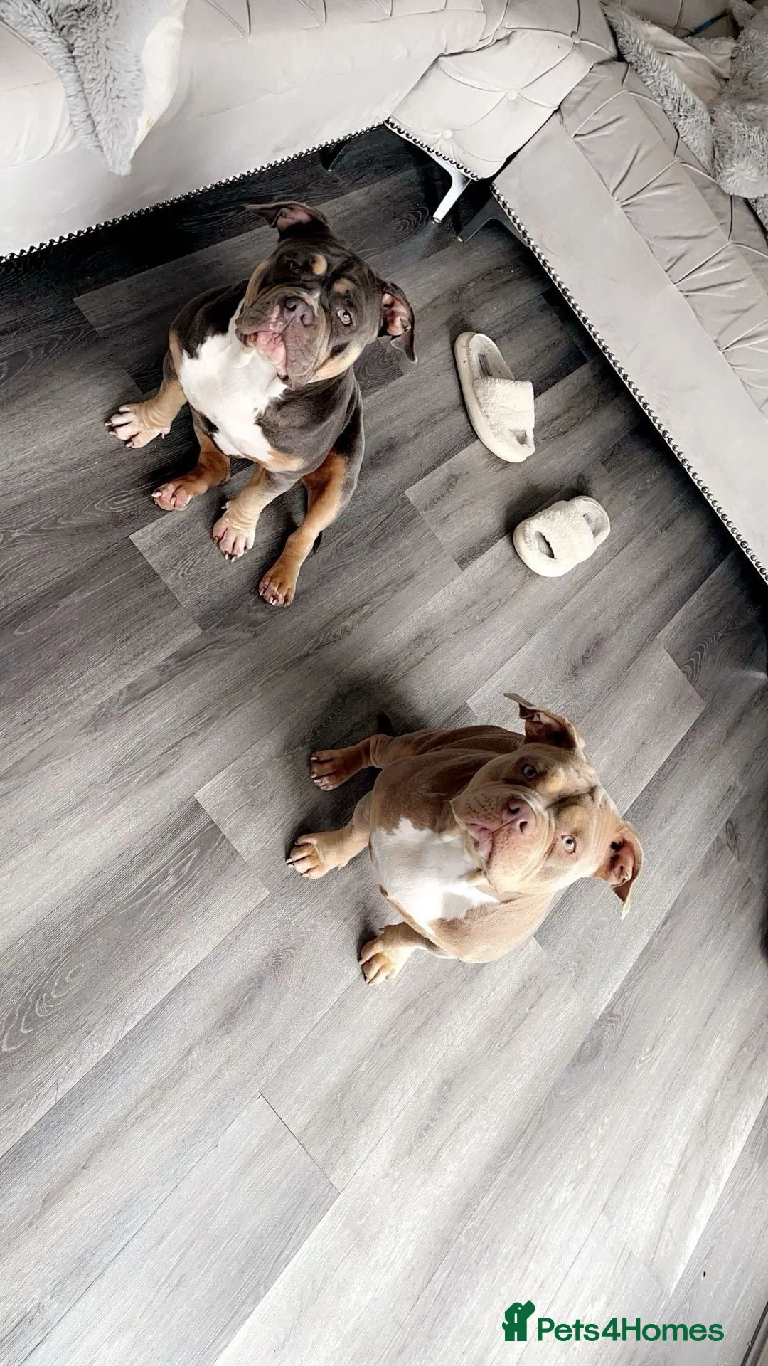 American Bully dogs for sale: Puppies for sale  in Dagenham - Advert 1