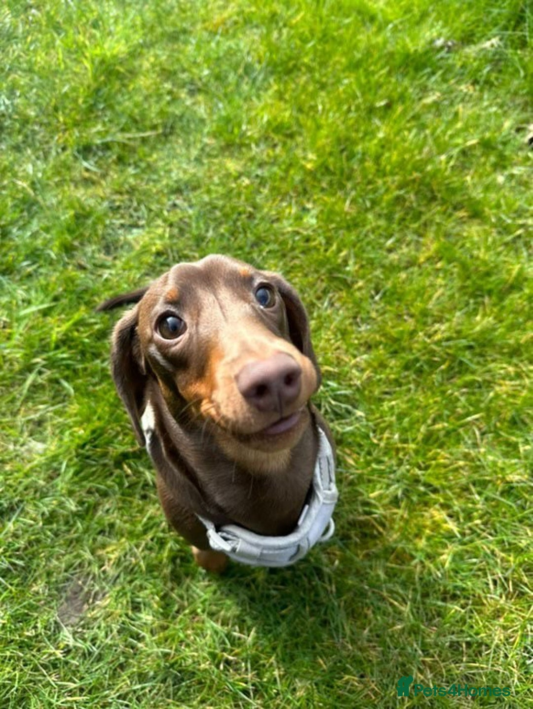 Miniature Dachshund dogs for stud: True miniature Dachshund  - Advert 3