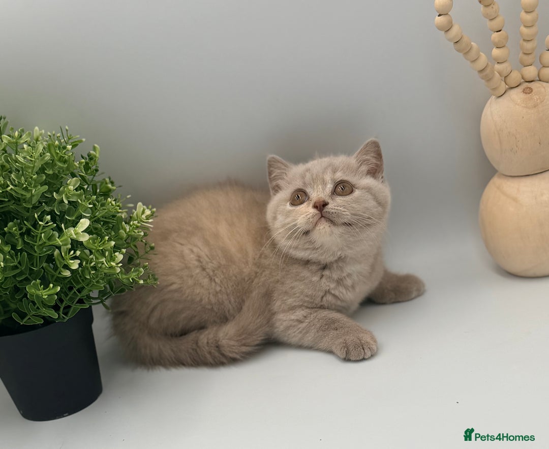 British Shorthair cats for sale: PEDIGREE REGISTERED CHUNKY BRITISH SHORTHAIRS  - Advert 3