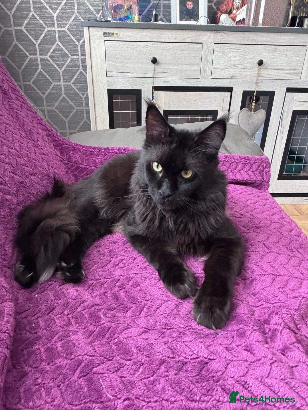 Maine Coon cats for sale: Our little Bertie is available  - Image 10