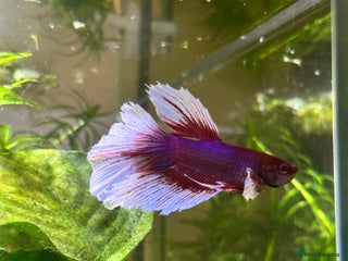 Bettas fish for sale - Advert 1