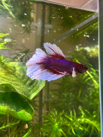 Bettas fish - Advert 1