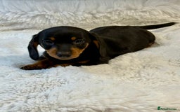 Miniature Dachshund dogs for sale: 2 stunning miniature dachshund puppy’s  - Image 4