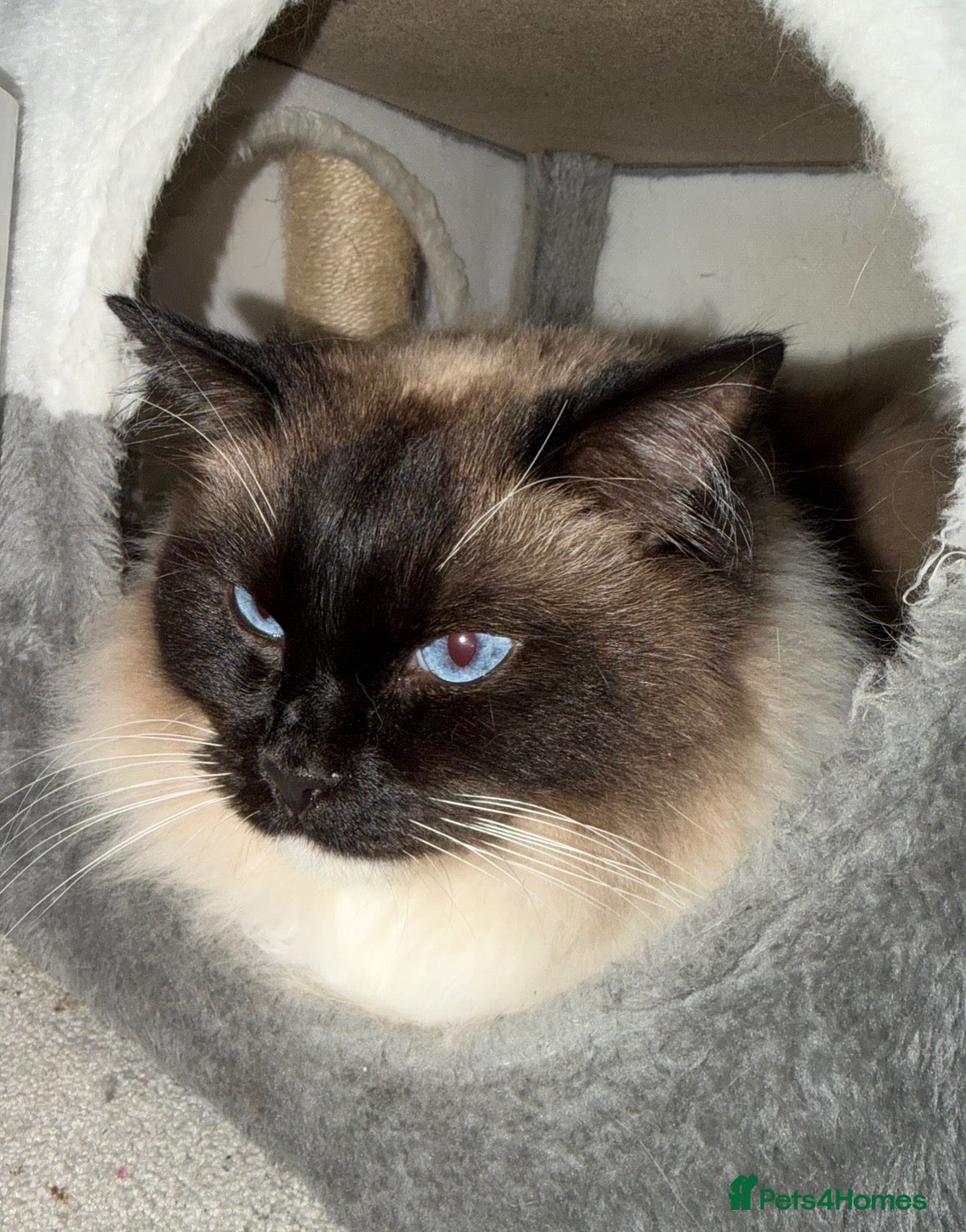 Ragdoll cats for sale: Male seal point Ragdoll looking to be re homed  - Advert 12