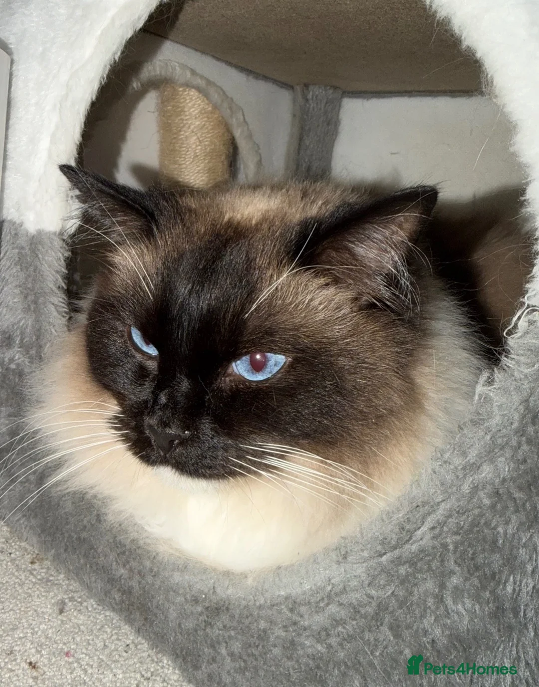Ragdoll cats for sale: Male seal point Ragdoll looking to be re homed  - Advert 1