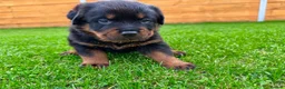 Rottweiler dogs for sale: KC Registered German Line Rottweiler Puppies 🐾🐾 - Advert 21