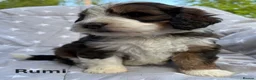 Bernedoodle dogs for sale: Bernedoodle puppies. F1b. Home reared, DNA tested  - Advert 4