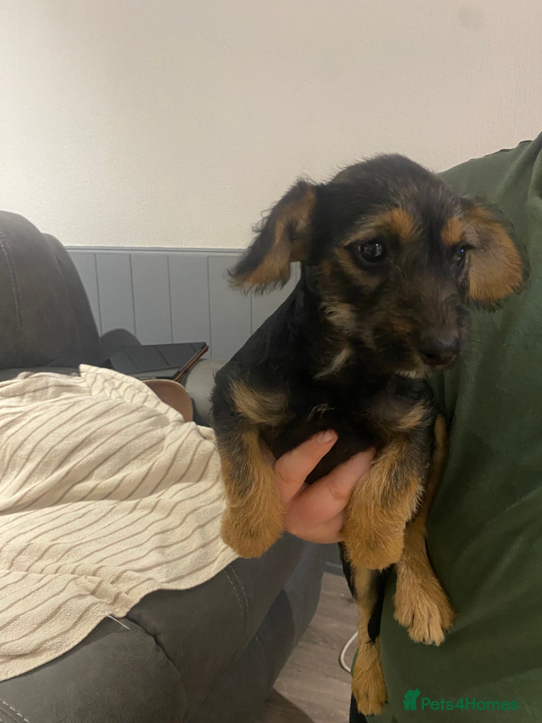 Jackapoo dogs for sale: Beautiful Jackapoo Puppy Black and Tan  - Image 8