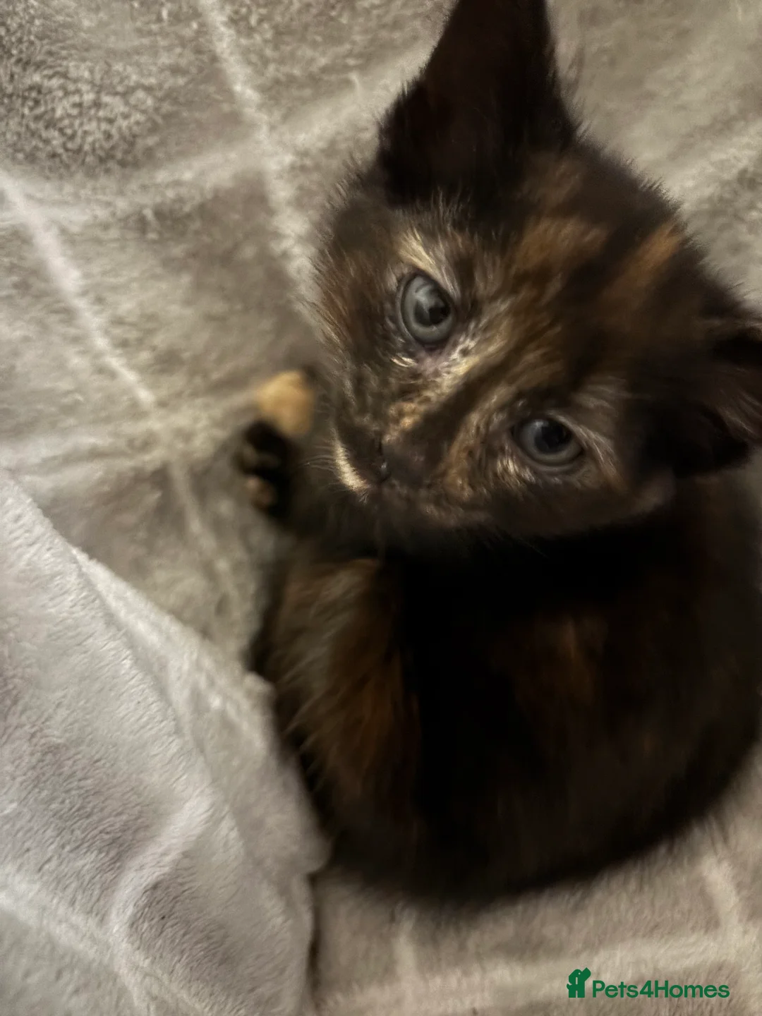 Domestic Shorthair cats for sale: Litter of kittens - Advert 9