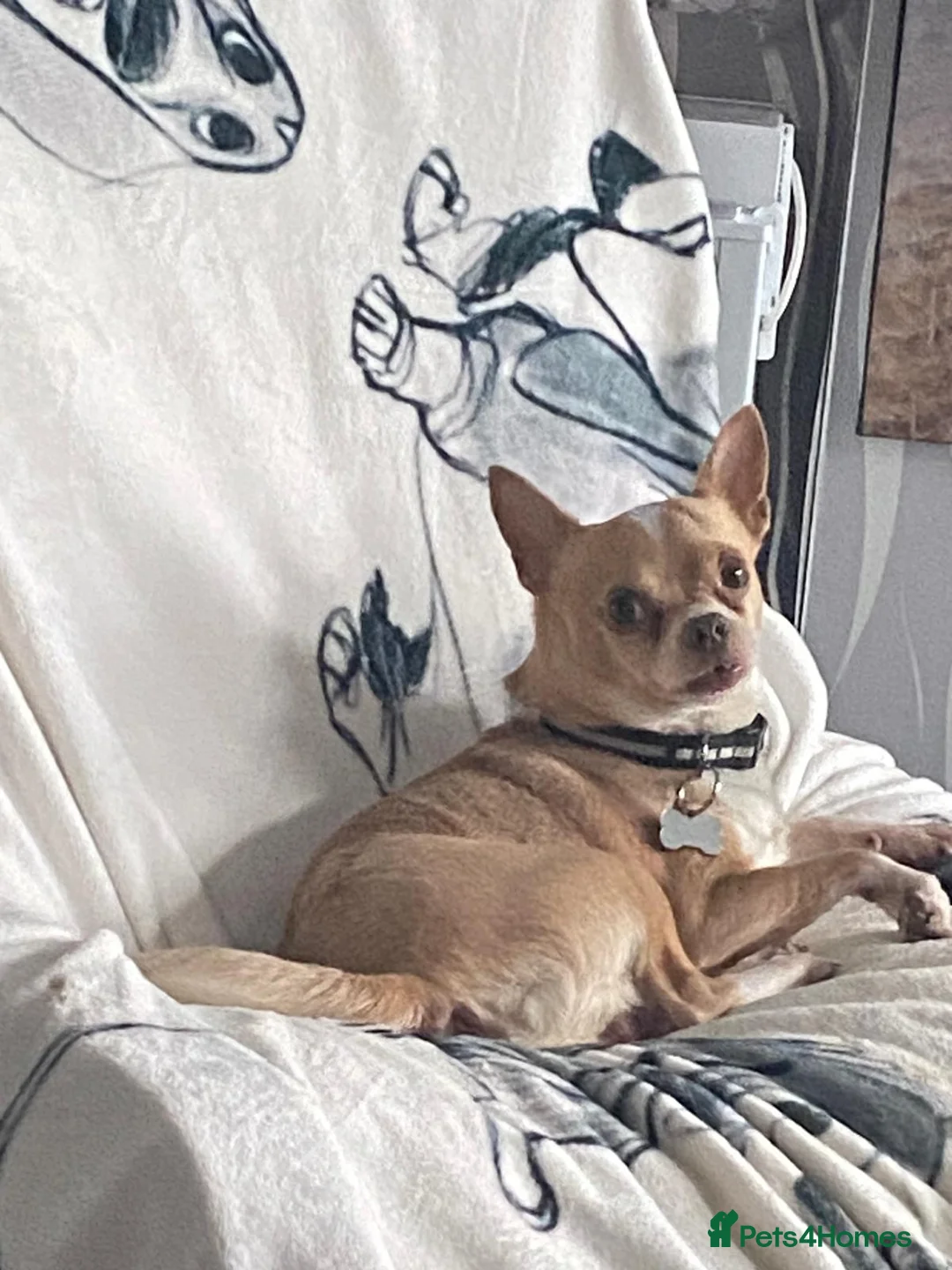 Jack Chi dogs for sale: Jack-Chi puppies  - Advert 2