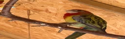 Parakeets birds for sale: Eastern Rosella in Wigan - Advert 17