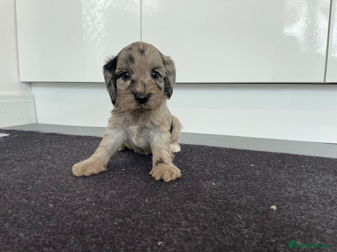 Cockapoo dogs for sale: F1 Cockapoos for sale  - Image 4